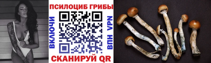 Псилоцибиновые грибы Psilocybine cubensis  Купить где  Геленджик 